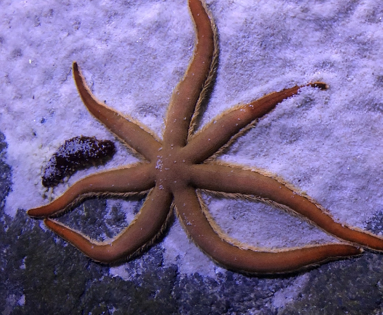 Acuario de Sevilla