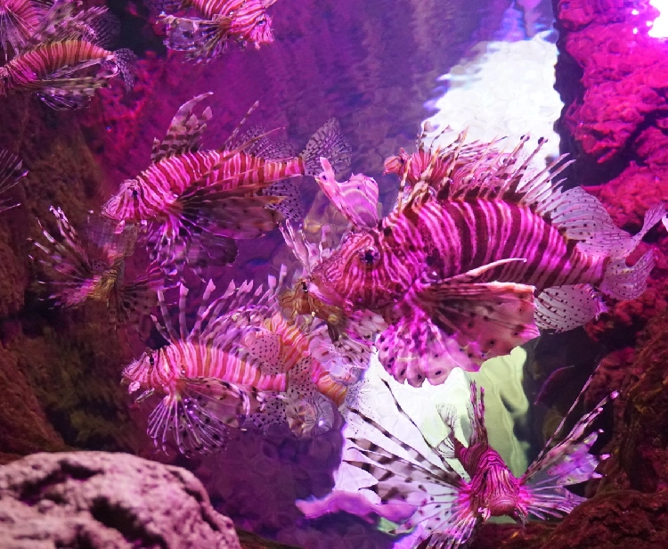 Aquarium of Seville